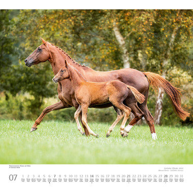 DUMONT Pferde 205182 D/EN/F, 38x35.5cm 2024