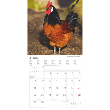 ALPHA EDITION Kalender Hühner 2024 43871879 30x30cm