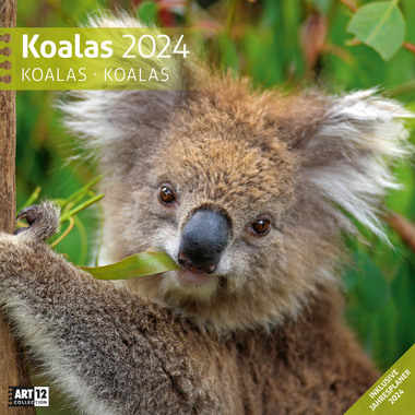 ACKERMANN Calendario dei Koala 2024 4422 DE, FR, EN Multicolor, 30x30cm