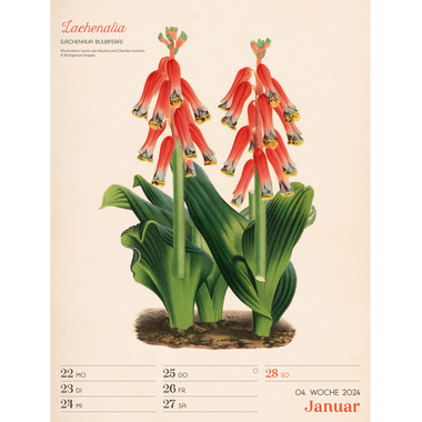 ACKERMANN Ars Floralis Vintage 2024 3412 DE Multicolor, 25x33cm