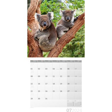 ACKERMANN Calendario dei Koala 2024 4422 DE, FR, EN Multicolor, 30x30cm