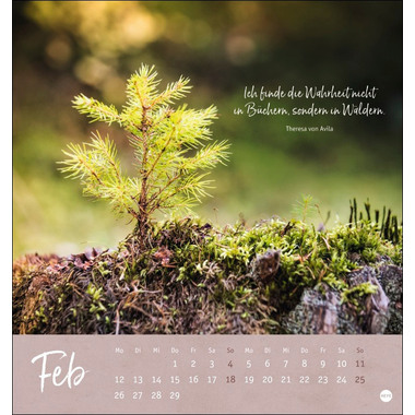 HEYE Unser Wald Postkartenkalender 23254 DE, 16x17cm 2024